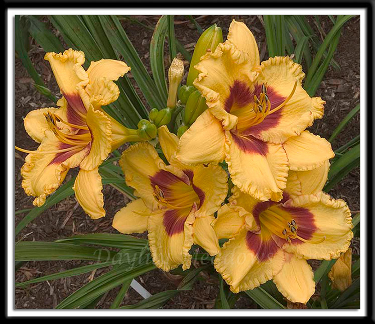 Daylily Cowboy Dreams